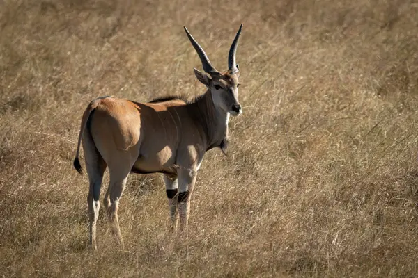 Eland a kamera felé fordul. — Stock Fotó