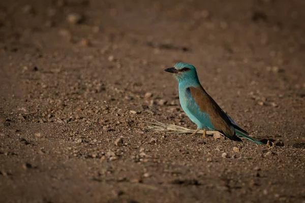 Europese roller op onverharde weg in de zon — Stockfoto