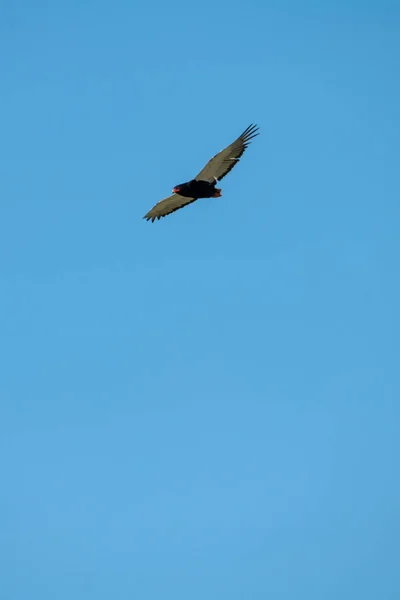 Dişi bateleur kartal mavi gökyüzünde süzülüyor — Stok fotoğraf