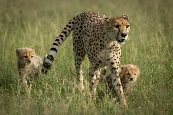 Самка гепарда пересекает саванну с двумя детёнышами — стоковое фото
