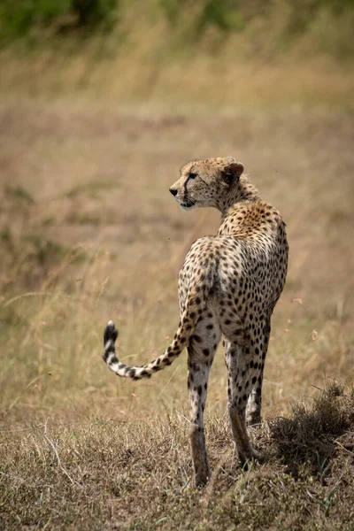 Female cheetah from behind on grassy plain — Stock Photo, Image