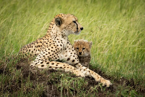 Самка гепарда лежит детёнышем на холме — стоковое фото