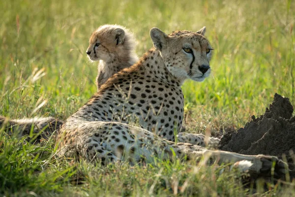 Ženské gepardy leží v trávě s mládětem — Stock fotografie