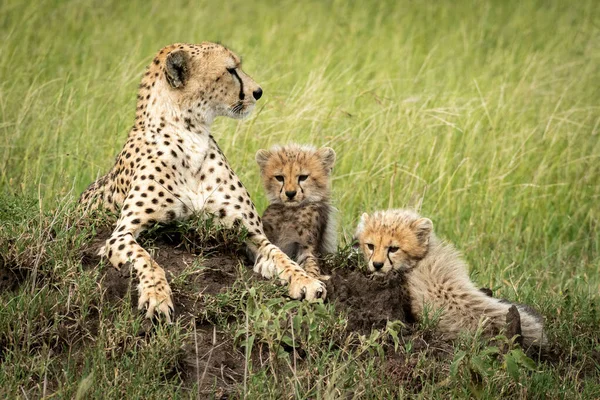 Female cheetah lies by cubs on mound — Stock Photo, Image