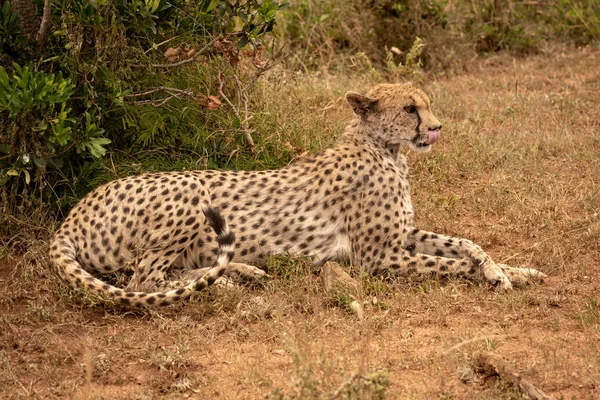 Female cheetah lies licking lips by bush — Stock Photo, Image