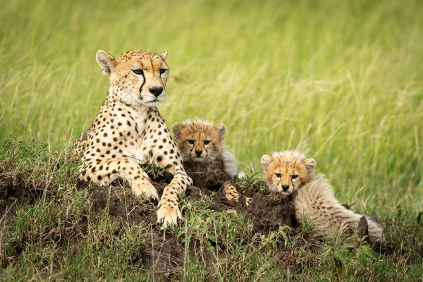 Female cheetah lies near cubs on mound — Stock Photo, Image