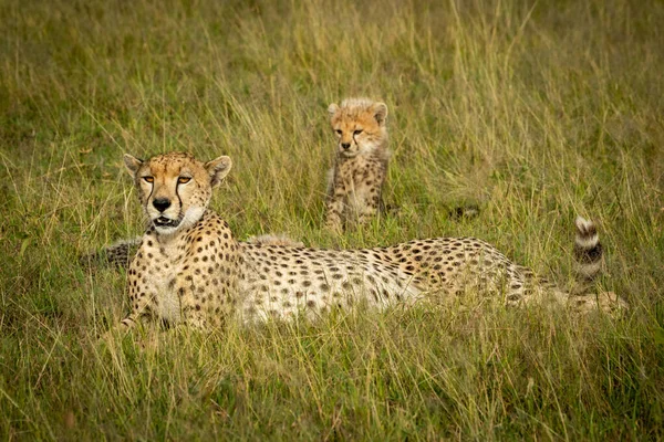 Vrouwelijke cheeta ligt op gras met welp — Stockfoto