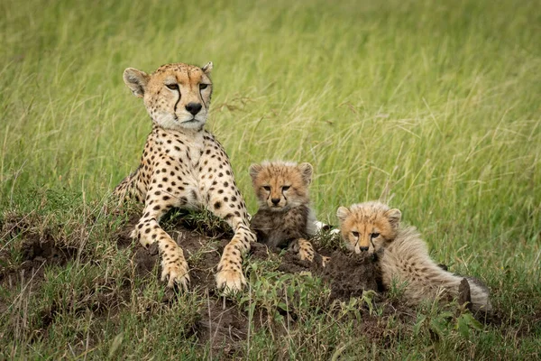 Gepardin liegt auf Hügel neben Jungtieren — Stockfoto