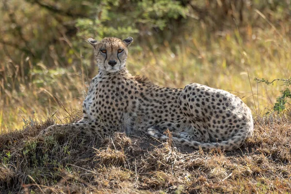 Ženské gepardy leží na pahorku ve stínu — Stock fotografie