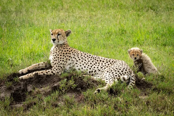 Vrouwelijke cheeta ligt op heuvel met welp — Stockfoto