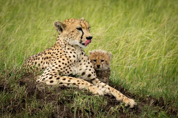 Самка гепарда лежит с детенышем на холме — стоковое фото