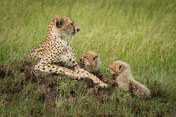 Самка гепарда лежит с детёнышами на насыпи — стоковое фото