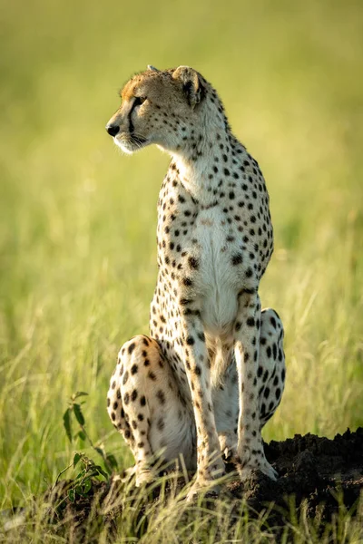 Female cheetah on termite mound sits staring — Stock Photo, Image