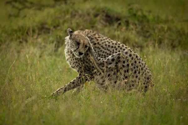 Female cheetah scratches herself behind the ear — Stock Photo, Image