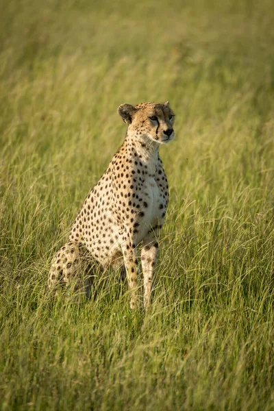Female cheetah sits in grass in sunshine — Stock Photo, Image