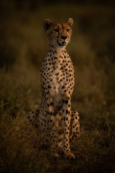 Vrouwelijke cheeta zit in het gras en kijkt vooruit. — Stockfoto