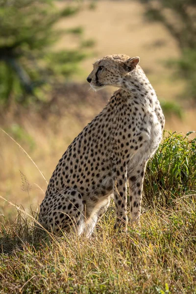 Guepardo hembra se sienta en la hierba mirando hacia atrás — Foto de Stock