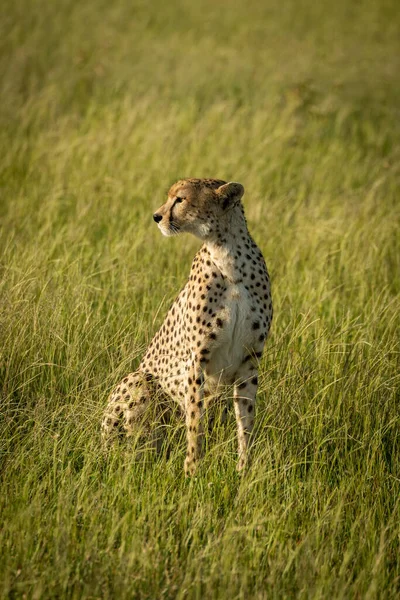 Guépard femelle est assis dans l'herbe regardant à gauche — Photo