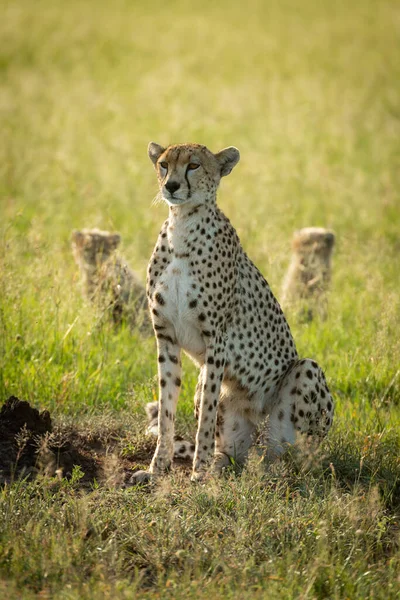 Gepardin sitzt im Gras in der Nähe von Jungen — Stockfoto