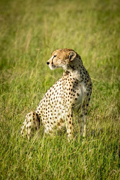 Vrouwelijke cheeta zit in gras draaiende kop — Stockfoto