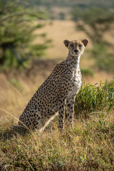 Kobieta gepard siedzi w trawie oglądając aparat fotograficzny — Zdjęcie stockowe