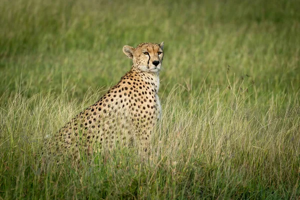 Ženské gepardy sedí na pastvinách a točí hlavou — Stock fotografie