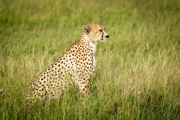 Vrouwelijke cheeta zit in profiel in grasland — Stockfoto