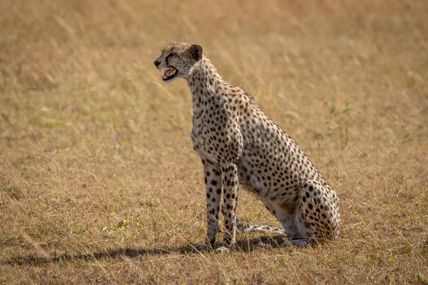 Vrouwelijke cheeta zit op gras roepen welpen — Stockfoto