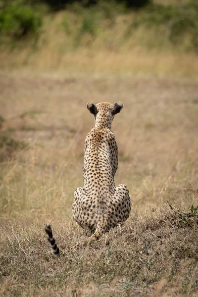 Female cheetah sits on grass facing away — Stock Photo, Image