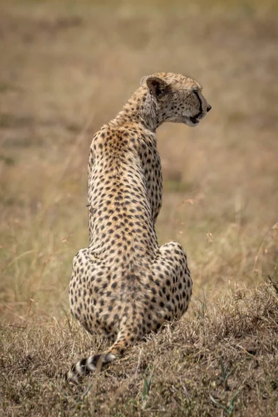 Female cheetah sits on grass turning head — Stock Photo, Image