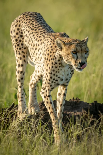 Vrouwelijke cheeta loopt over heuvel in gras — Stockfoto