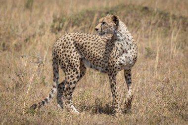 Dişi çita otların üzerinde duruyor patisini kaldırıyor