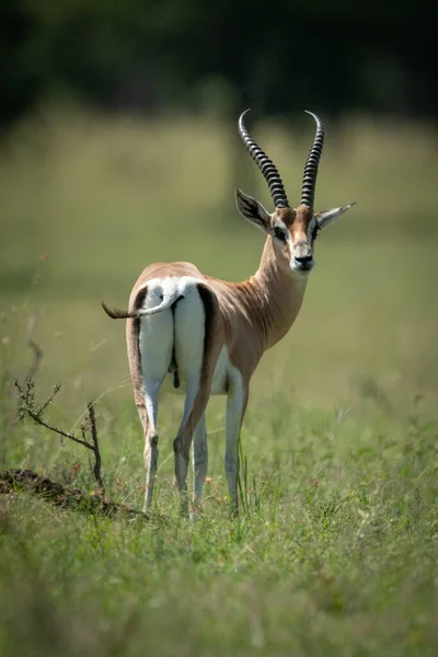 Grant gazelle stands turning head to camera — Stock Photo, Image