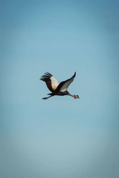 Серый коронный журавль летит в голубом небе — стоковое фото