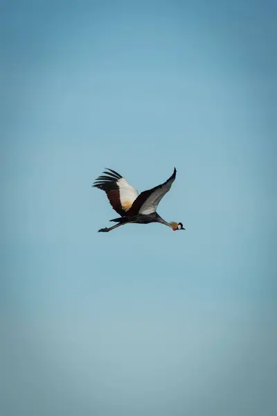 Guindaste coroado cinza voando no céu azul — Fotografia de Stock