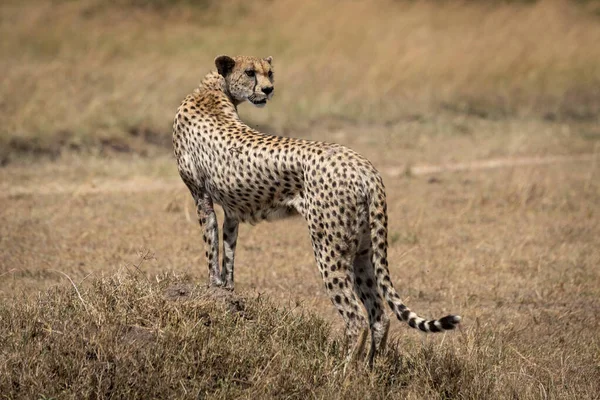 Female cheetah stands on mound looking back — Stock Photo, Image