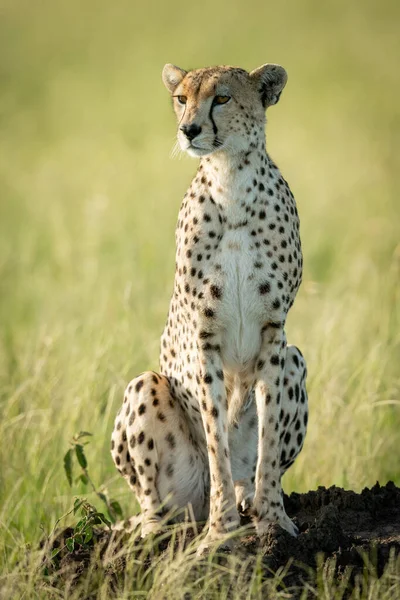 Ženské gepardy sedí a zírají na termití mohylu — Stock fotografie