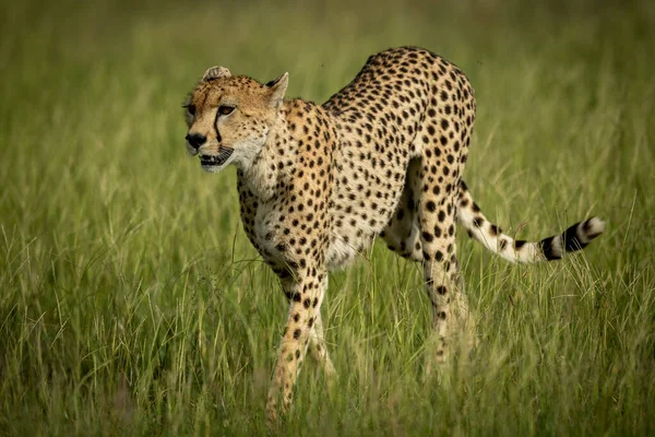 Female cheetah walks through grass in sunshine — Stock Photo, Image