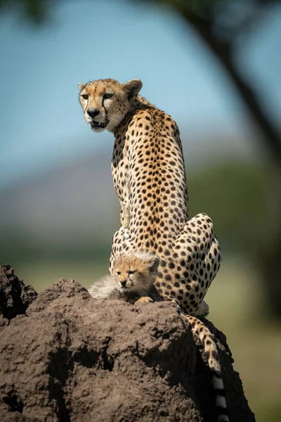 Vrouwelijke cheeta zittend op heuvel door welp — Stockfoto