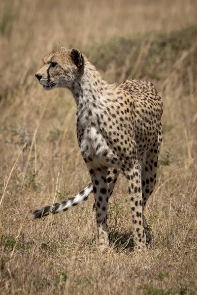 Ženské gepardy stojí v trávě a dívají se vlevo — Stock fotografie