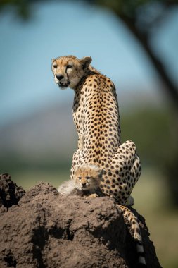 Dişi çita, yavrusuyla tümsekte oturuyor.