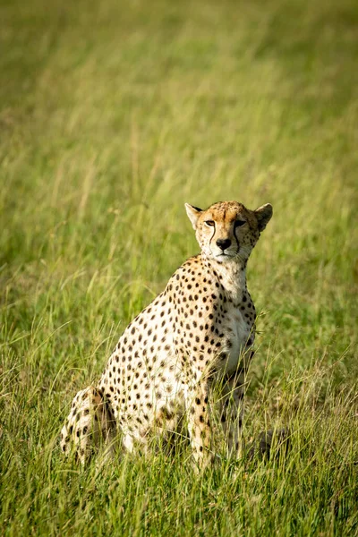 Samica geparda siedzi z głową na łąkach — Zdjęcie stockowe