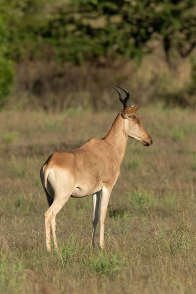 Female hartebeest stands on savannah in profile — Stock Photo, Image