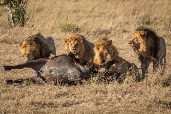 Fyra manliga lejon vaktar döda Cape Buffalo — Stockfoto