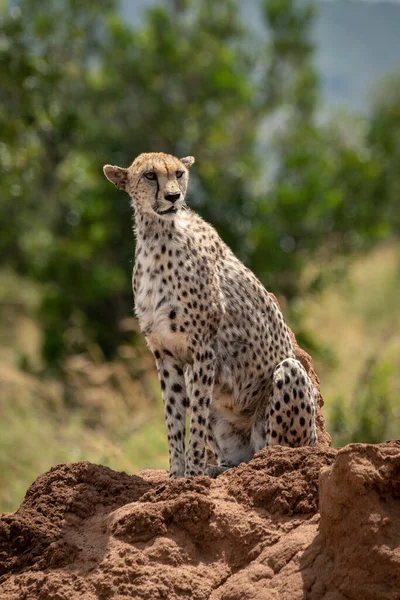 Guépard femelle est assis sur termite ensoleillé — Photo