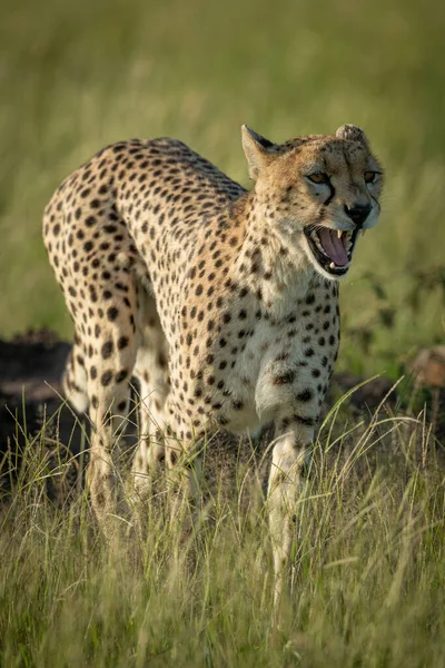 Gepardin läuft gähnend im langen Gras — Stockfoto