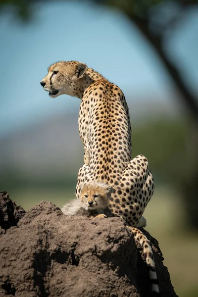 Vrouwelijke cheeta zit op heuvel met welp — Stockfoto