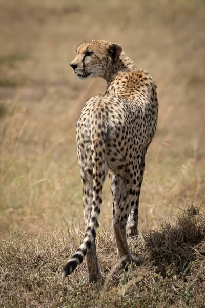 Ženské gepardí otočí hlavu na travnaté pláni — Stock fotografie