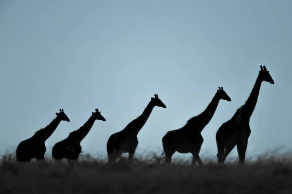 Cinco jirafas Masai caminan en el horizonte cubierto de hierba — Foto de Stock