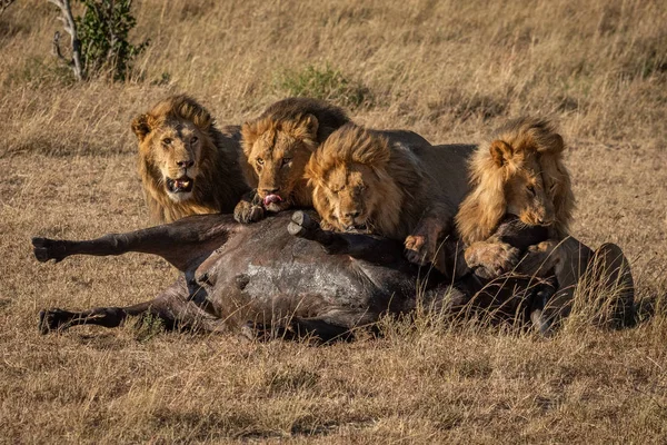 Fyra manliga lejon ligger bakom död buffel — Stockfoto